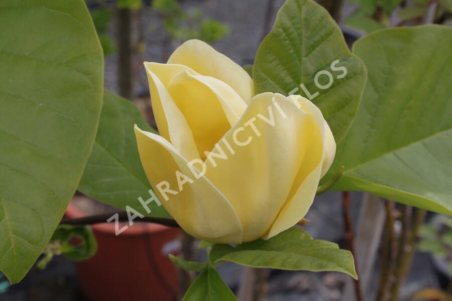 Šácholan 'Yellow Bird' - Magnolia brooklynensis 'Yellow Bird'