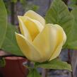 Šácholan 'Yellow Bird' - Magnolia brooklynensis 'Yellow Bird'