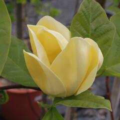 Šácholan 'Yellow Bird' - Magnolia brooklynensis 'Yellow Bird'