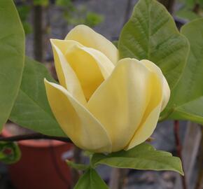 Šácholan 'Yellow Bird' - Magnolia brooklynensis 'Yellow Bird'