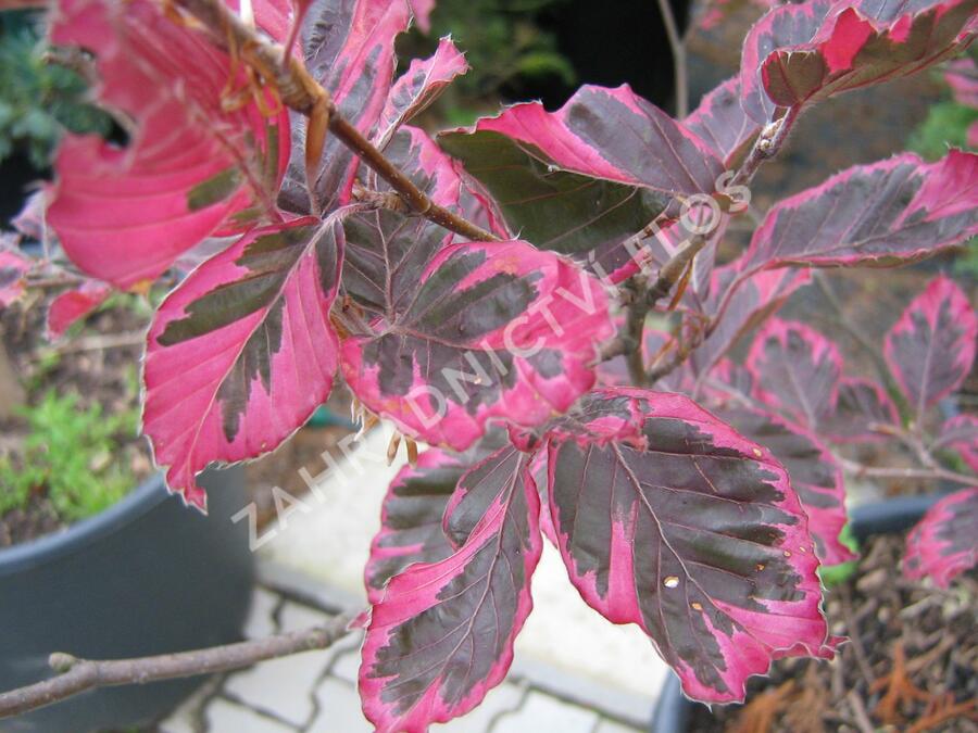 Buk lesní 'Tricolor' - Fagus sylvatica 'Tricolor'