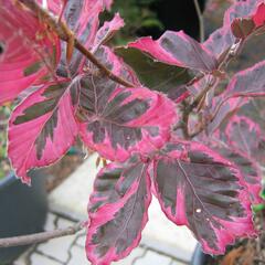 Buk lesní 'Tricolor' - Fagus sylvatica 'Tricolor'