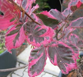 Buk lesní 'Tricolor' - Fagus sylvatica 'Tricolor'