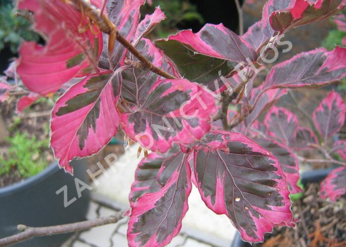 Buk lesní 'Tricolor' - Fagus sylvatica 'Tricolor'