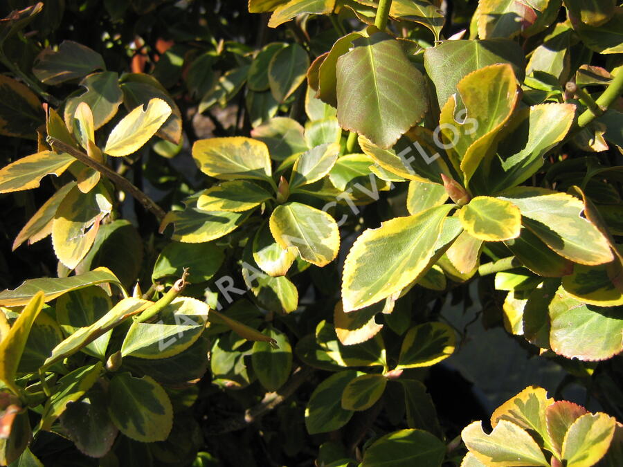Brslen Fortuneův 'Canadale Gold' - Euonymus fortunei 'Canadale Gold'