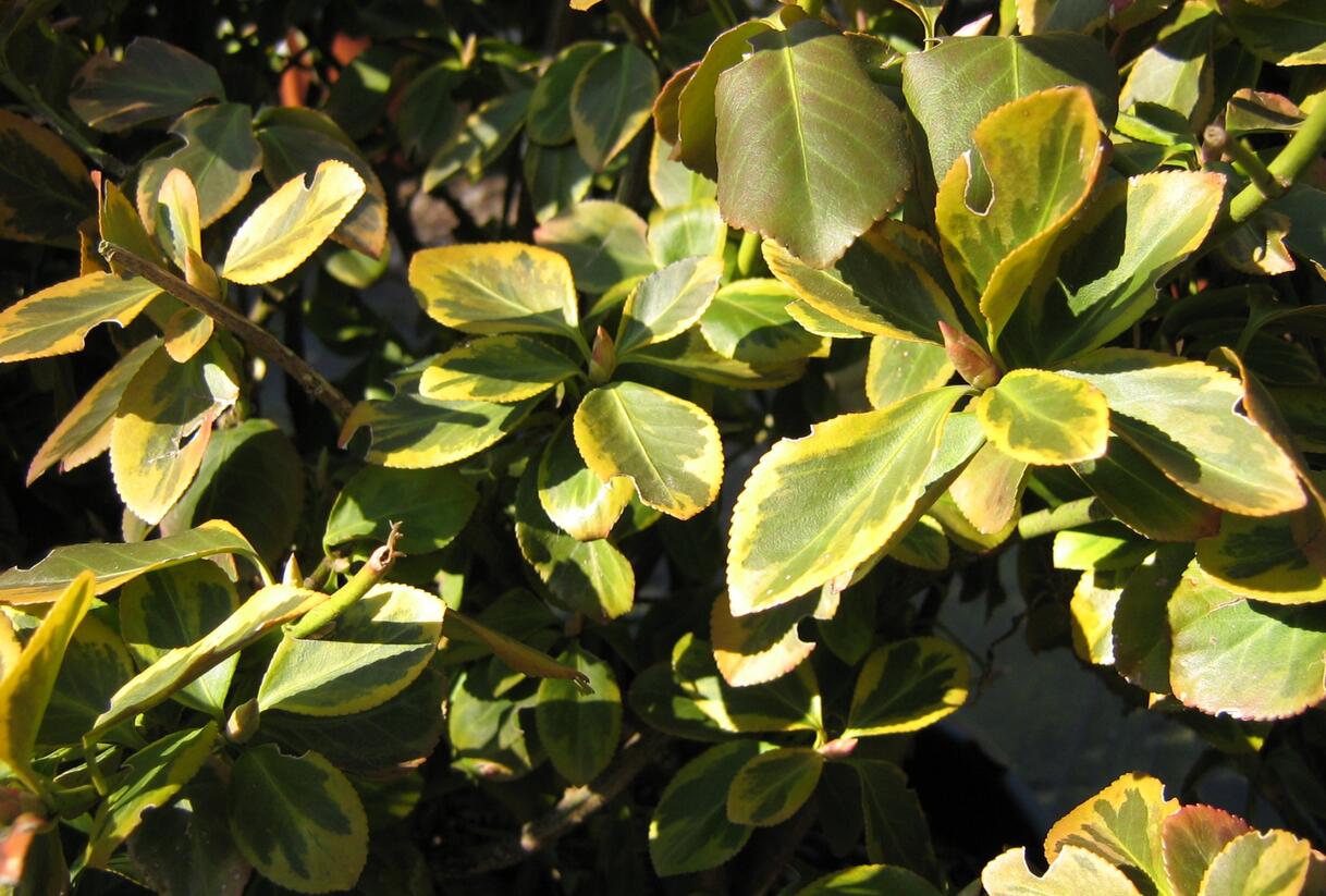 Brslen Fortuneův 'Canadale Gold' - Euonymus fortunei 'Canadale Gold'