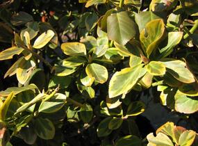 Brslen Fortuneův 'Canadale Gold' - Euonymus fortunei 'Canadale Gold'