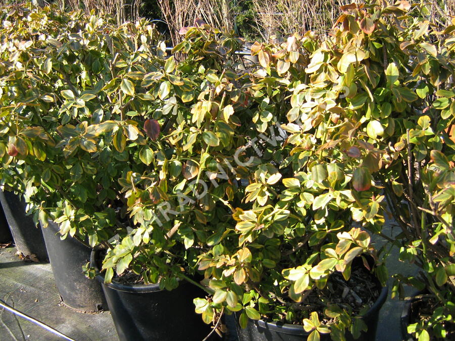 Brslen Fortuneův 'Canadale Gold' - Euonymus fortunei 'Canadale Gold'