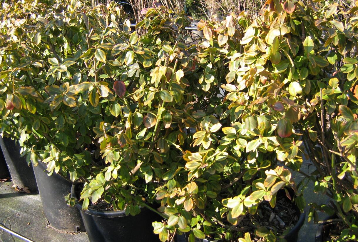 Brslen Fortuneův 'Canadale Gold' - Euonymus fortunei 'Canadale Gold'