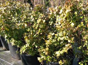 Brslen Fortuneův 'Canadale Gold' - Euonymus fortunei 'Canadale Gold'