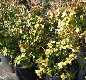 Brslen Fortuneův 'Canadale Gold' - Euonymus fortunei 'Canadale Gold'
