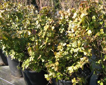 Brslen Fortuneův 'Canadale Gold'