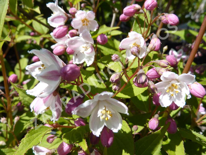 Trojpuk růžový 'Carminea' - Deutzia rosea 'Carminea'