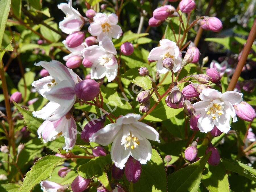 Trojpuk růžový 'Carminea' - Deutzia rosea 'Carminea'