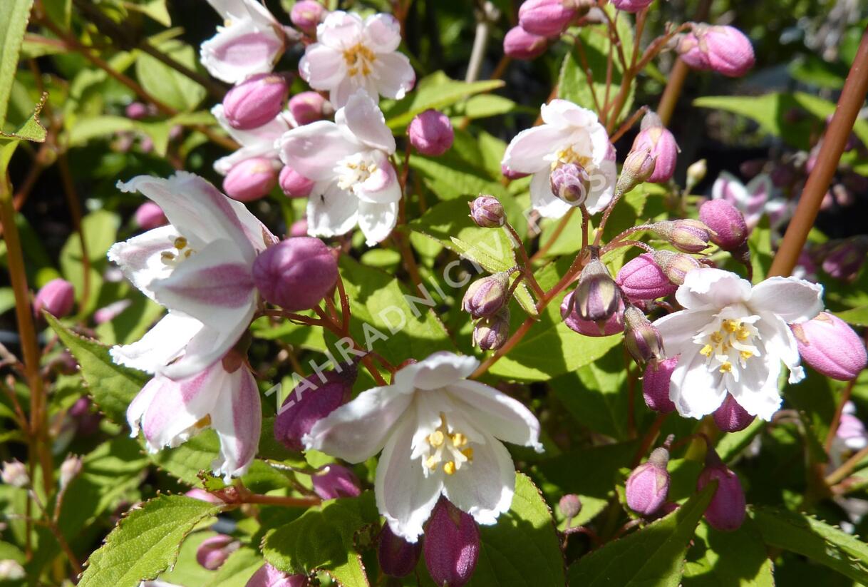 Trojpuk růžový 'Carminea' - Deutzia rosea 'Carminea'