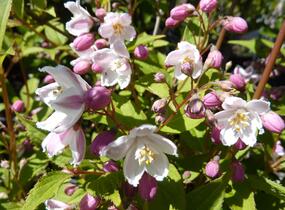 Trojpuk růžový 'Carminea' - Deutzia rosea 'Carminea'