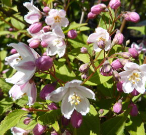 Trojpuk růžový 'Carminea' - Deutzia rosea 'Carminea'