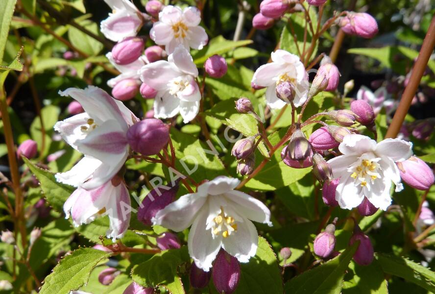 Trojpuk růžový 'Carminea' - Deutzia rosea 'Carminea'