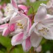 Trojpuk růžový 'Carminea' - Deutzia rosea 'Carminea'