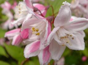 Trojpuk růžový 'Carminea' - Deutzia rosea 'Carminea'