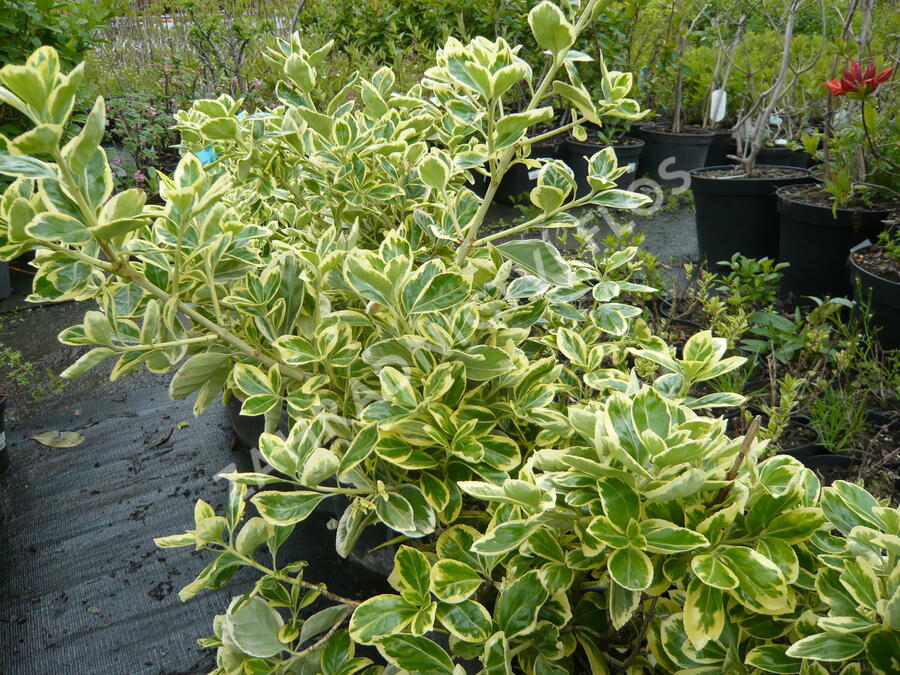 Brslen japonský 'President Gauthier' - Euonymus japonicus 'President Gauthier'