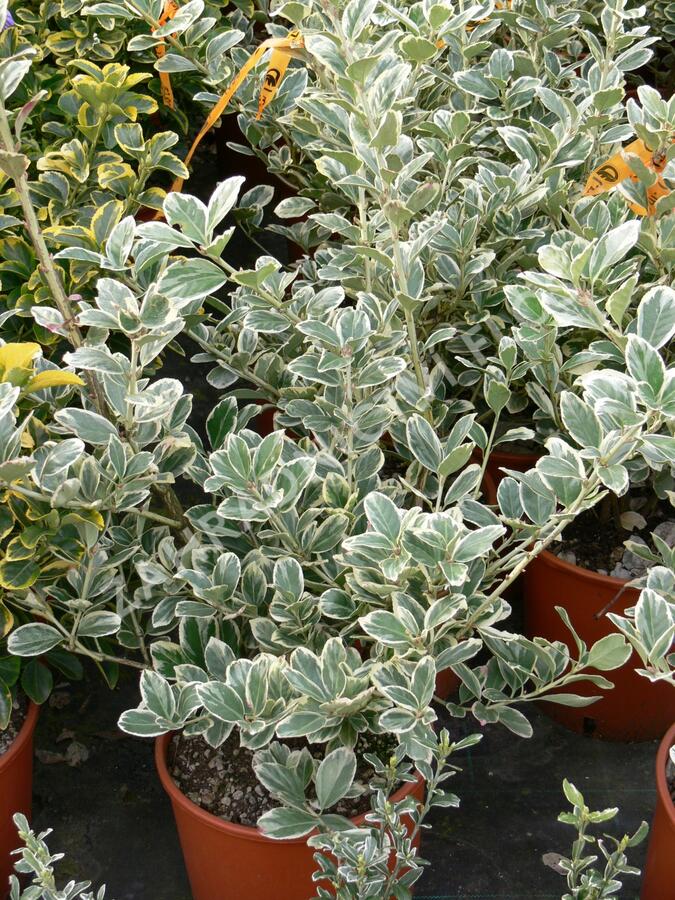 Brslen japonský 'President Gauthier' - Euonymus japonicus 'President Gauthier'