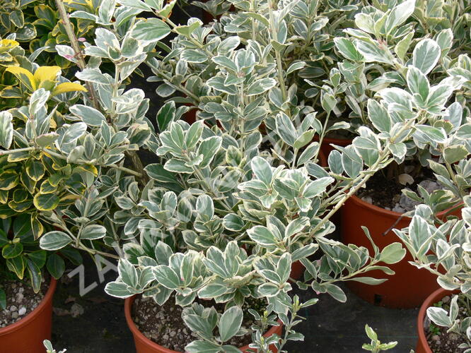 Brslen japonský 'President Gauthier' - Euonymus japonicus 'President Gauthier'