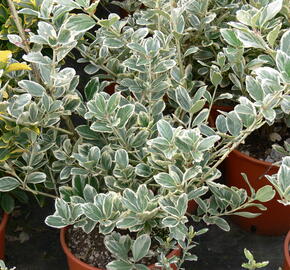 Brslen japonský 'President Gauthier' - Euonymus japonicus 'President Gauthier'