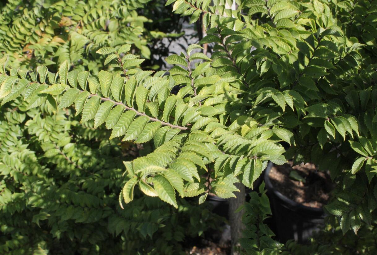 Jilm nádherný 'Jacqueline Hillier' - Ulmus hollandica 'Jacqueline Hillier'