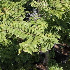 Jilm nádherný 'Jacqueline Hillier' - Ulmus hollandica 'Jacqueline Hillier'