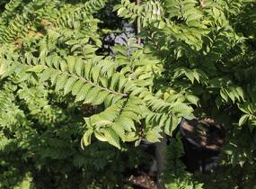 Jilm nádherný 'Jacqueline Hillier' - Ulmus hollandica 'Jacqueline Hillier'