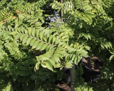 Jilm nádherný 'Jacqueline Hillier'