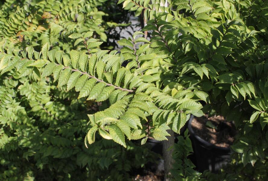 Jilm nádherný 'Jacqueline Hillier' - Ulmus hollandica 'Jacqueline Hillier'