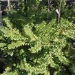 Jilm nádherný 'Jacqueline Hillier' - Ulmus hollandica 'Jacqueline Hillier'