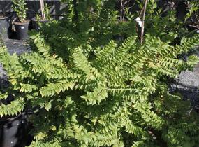 Jilm nádherný 'Jacqueline Hillier' - Ulmus hollandica 'Jacqueline Hillier'