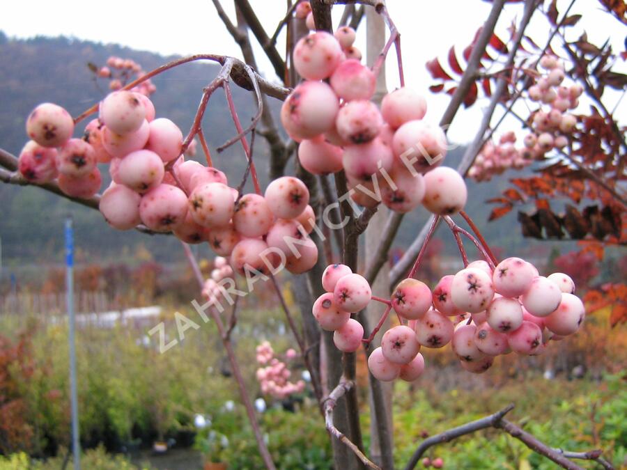 Jeřáb 'Red Robin' - Sorbus 'Red Robin'