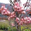 Jeřáb 'Red Robin' - Sorbus 'Red Robin'