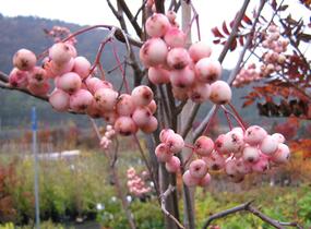 Jeřáb 'Red Robin' - Sorbus 'Red Robin'