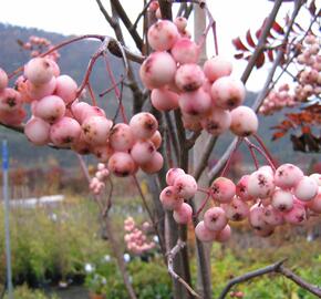 Jeřáb 'Red Robin' - Sorbus 'Red Robin'