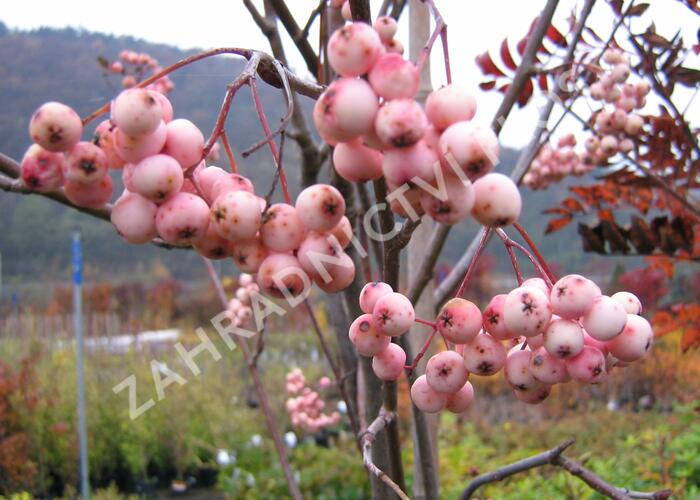 Jeřáb 'Red Robin' - Sorbus 'Red Robin'
