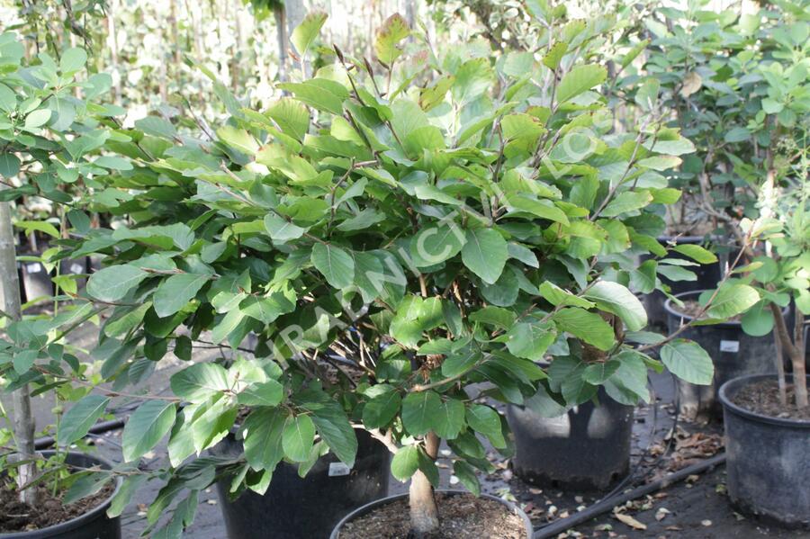 Buk lesní 'Eugen' - Fagus sylvatica 'Eugen'