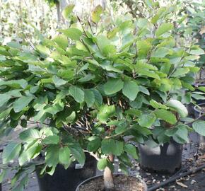 Buk lesní 'Eugen' - Fagus sylvatica 'Eugen'