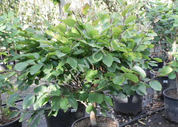 Buk lesní 'Eugen' - Fagus sylvatica 'Eugen'