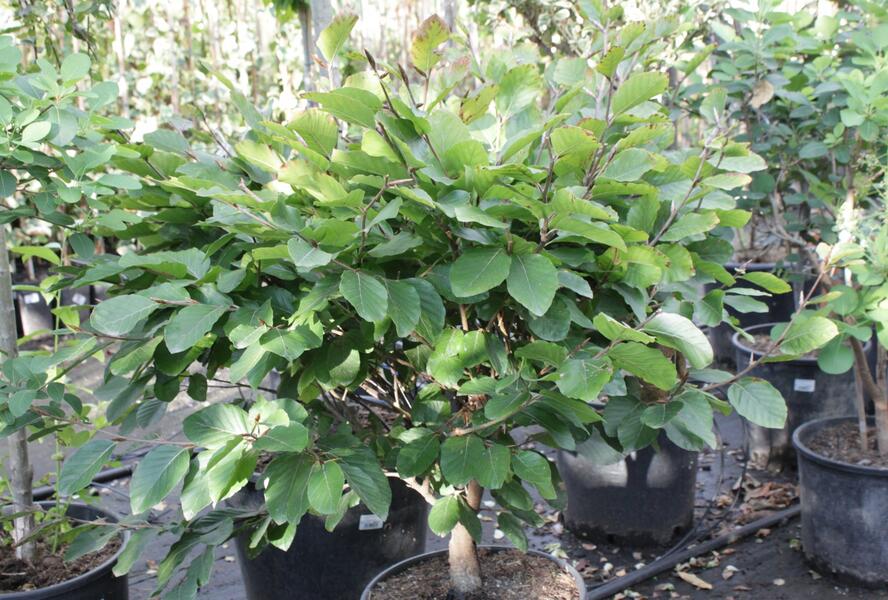 Buk lesní 'Eugen' - Fagus sylvatica 'Eugen'