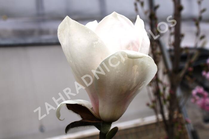 Šácholan 'Manchu Fan' - Magnolia 'Manchu Fan'