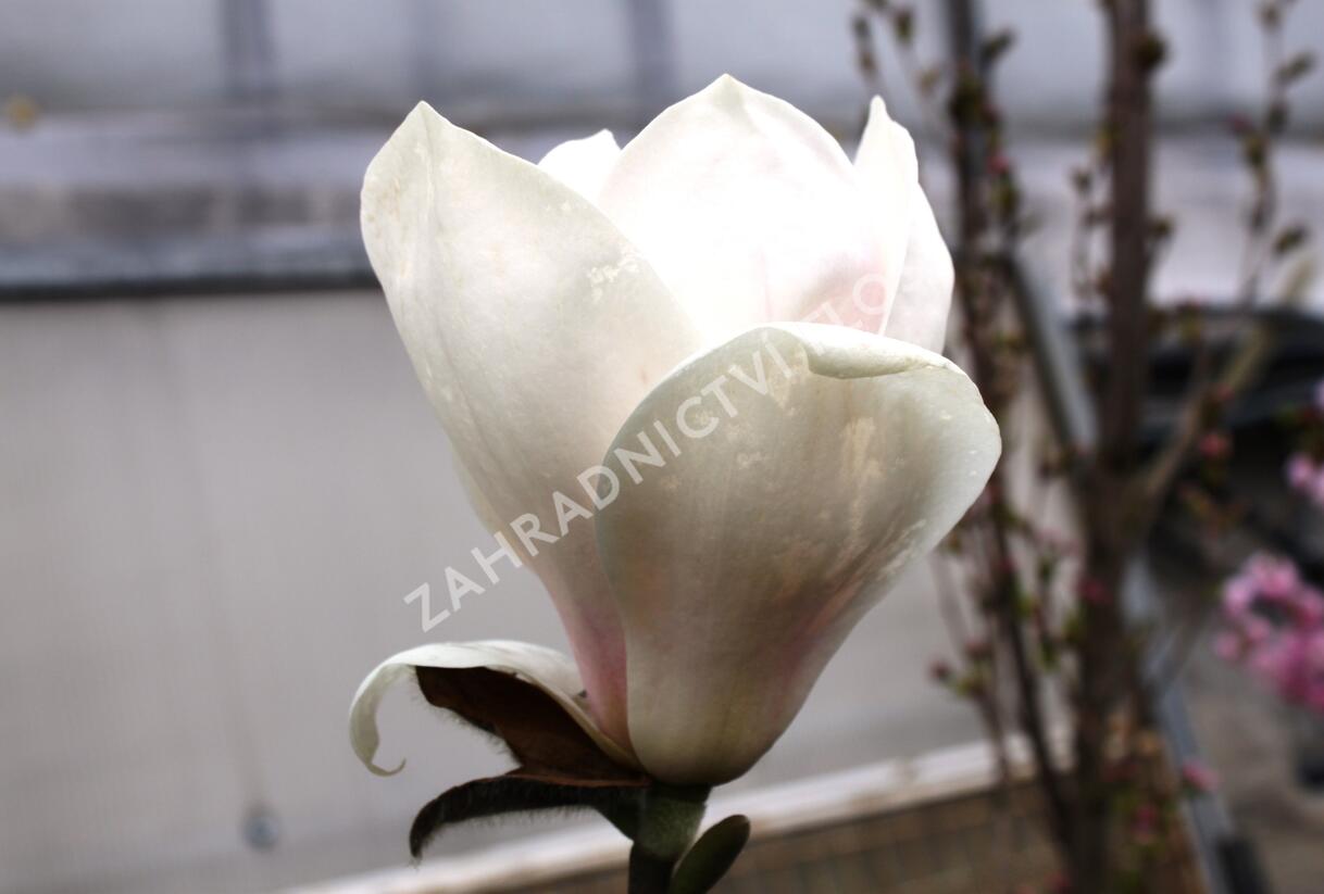 Šácholan 'Manchu Fan' - Magnolia 'Manchu Fan'