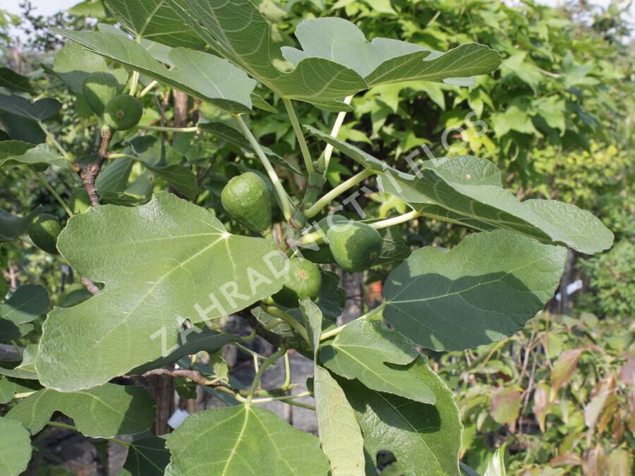 Fíkovník smokvoň 'Brown Turkey' - Ficus carica 'Brown Turkey'