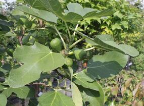 Fíkovník smokvoň 'Brown Turkey' - Ficus carica 'Brown Turkey'