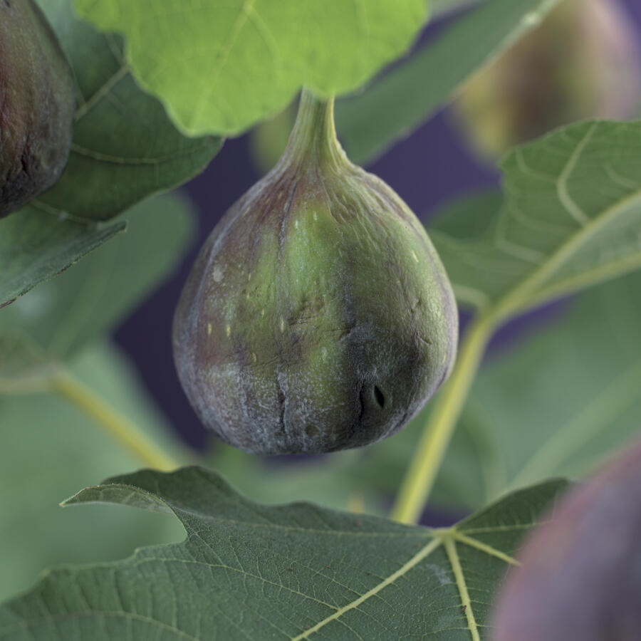 Fíkovník smokvoň 'Brown Turkey' - Ficus carica 'Brown Turkey'