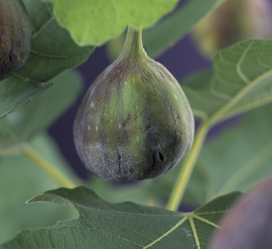 Fíkovník smokvoň 'Brown Turkey' - Ficus carica 'Brown Turkey'